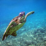 1200px-Green_turtle_in_Kona_2008.jpg