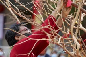nouvel an chinois département.