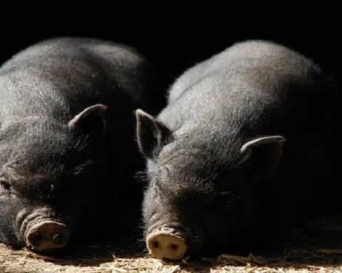"Ils ont volé mon cochon noir de 80 kilos"