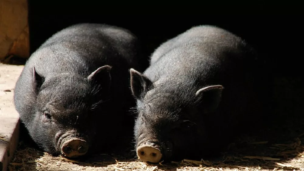 "Ils ont volé mon cochon noir de 80 kilos"