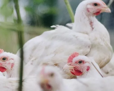 Le cannabis pour guérir la grippe aviaire