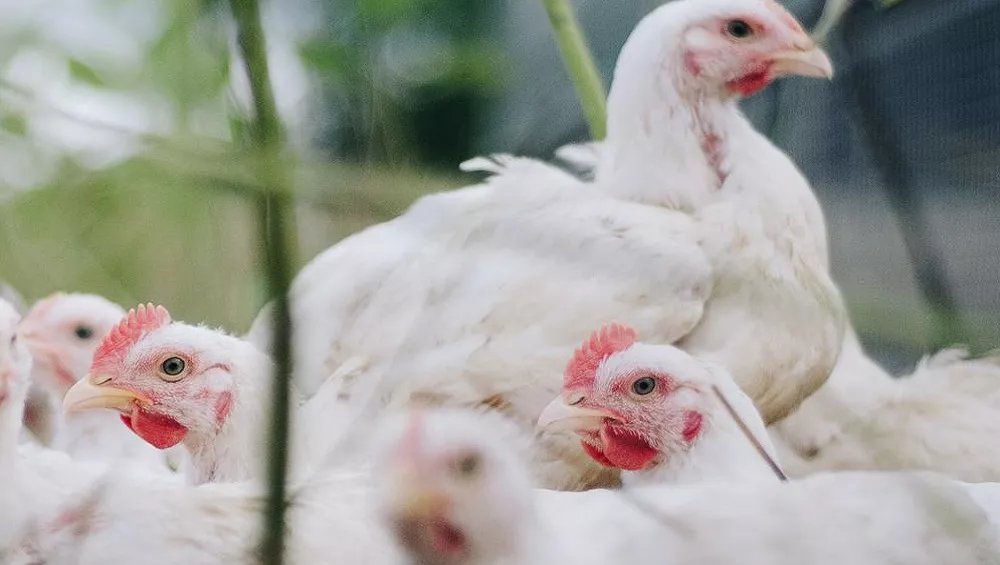 Le cannabis pour guérir la grippe aviaire