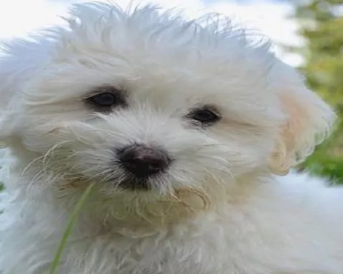 Les vétérinaires disent qu'ils aiment les chiens, mais en réalité, ils aiment l'argent