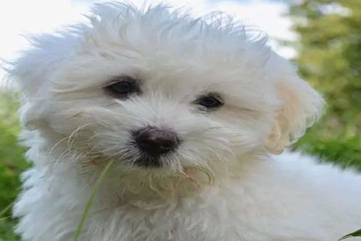 Les vétérinaires disent qu'ils aiment les chiens, mais en réalité, ils aiment l'argent