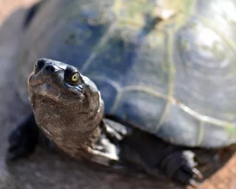 Mes deux tortues de 28 ans ont disparues sur Saint-Gilles-les-Hauts !