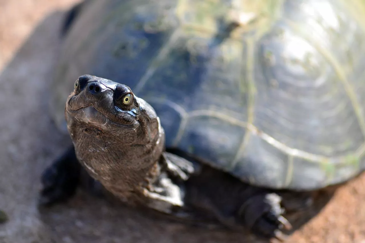 Mes deux tortues de 28 ans ont disparues sur Saint-Gilles-les-Hauts !