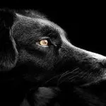 Une chienne allaitante a un bidon sur la tête depuis deux jours