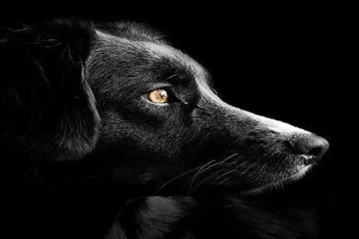 Une chienne allaitante a un bidon sur la tête depuis deux jours