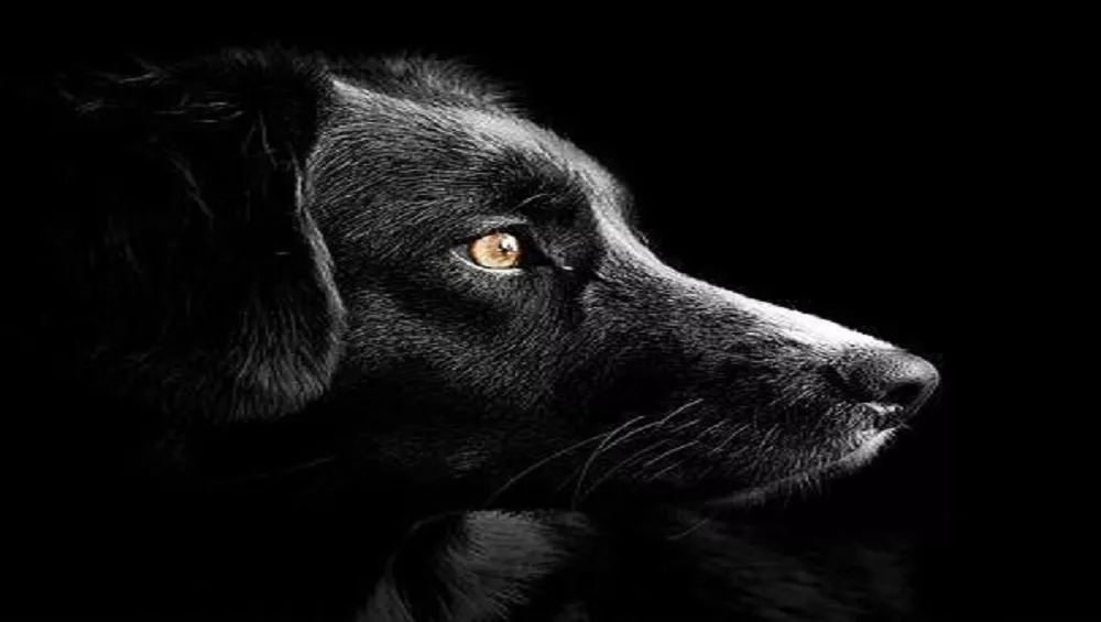 Une chienne allaitante a un bidon sur la tête depuis deux jours