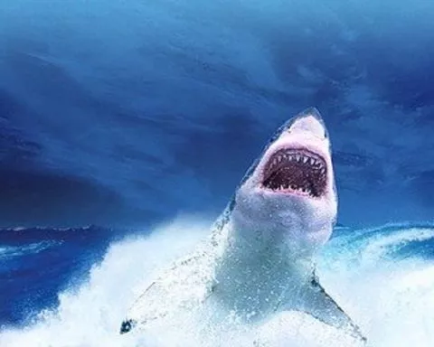 Égypte une touriste est filmée en train de se faire attaquer par un requin