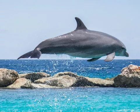 dauphin