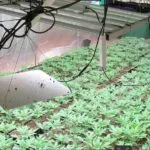 Saint-Joseph :  découverte de 2337 plants de cannabis, arrestation de 2 individus